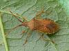 Gonocerus acuteangulatus